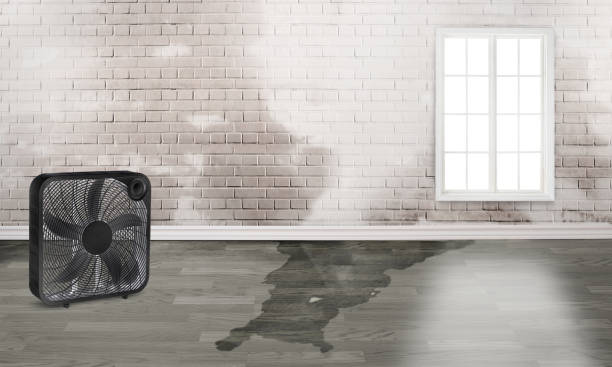 Best Local water damage restoration  in Hlcrest, IL